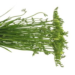 Freesie weiss Albatros 20 Gramm