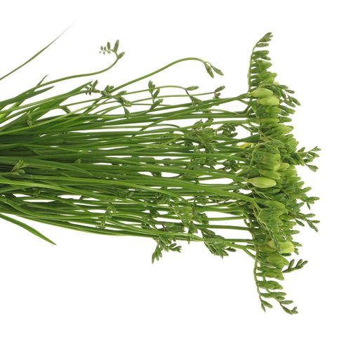 Freesie weiss Albatros 20 Gramm