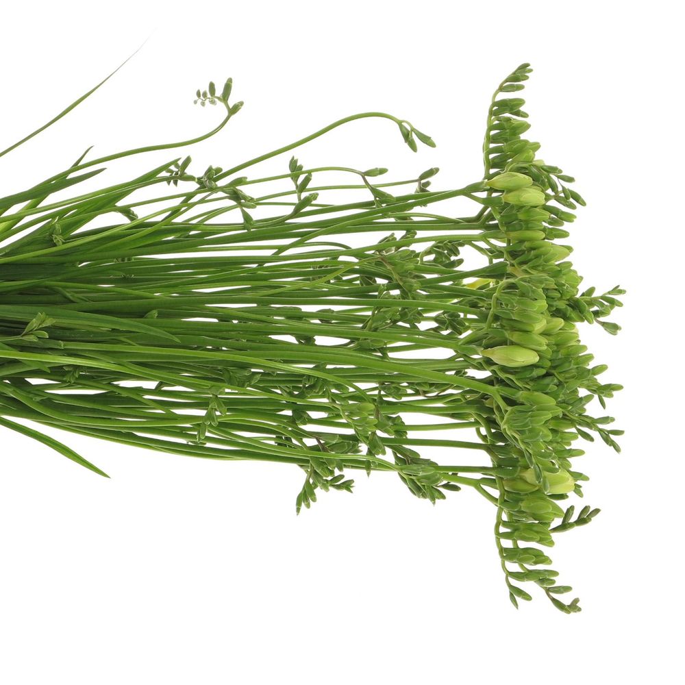 Freesie weiss Albatros 20 Gramm