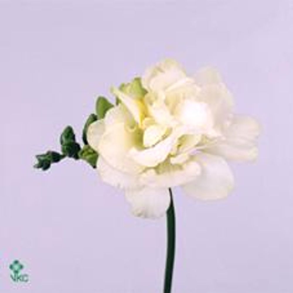 Freesie weiss gefüllt Excellent 18 Gramm