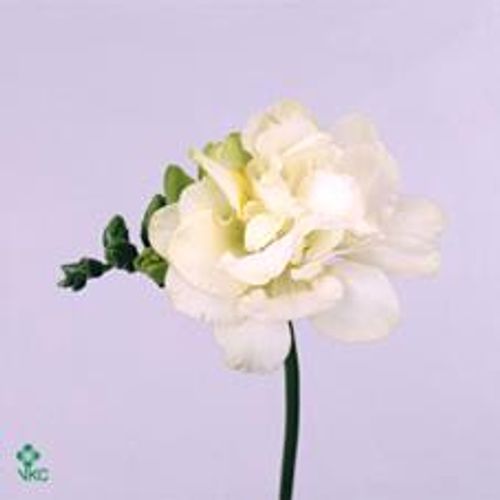 Freesie weiss gefüllt Excellent 18 Gramm