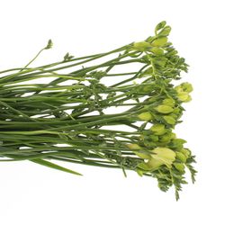 Freesie weiss gefüllt Excellent 18 Gramm