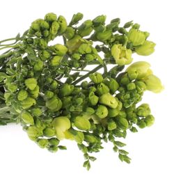 Freesie weiss gefüllt Excellent 18 Gramm