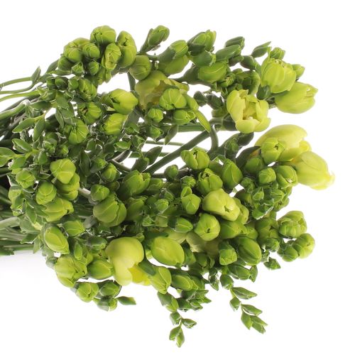 Freesie weiss gefüllt Excellent 18 Gramm