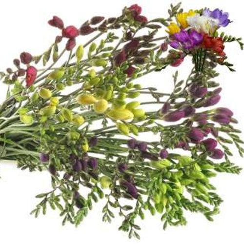 Freesie mix duinland 24 Gramm