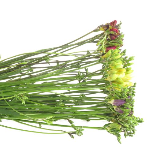 Freesie mix duinland 24 Gramm