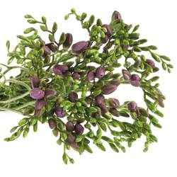 Freesie blau Indigo 24 Gramm