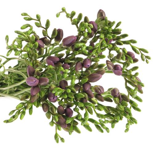 Freesie blau Indigo 24 Gramm