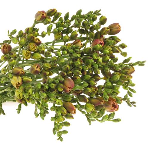 Freesie aprico Peachy 20 Gramm
