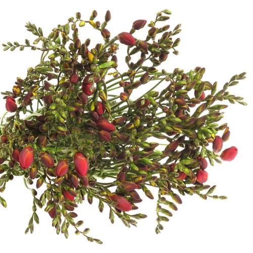 Freesie rot Rubina River 16 Gramm