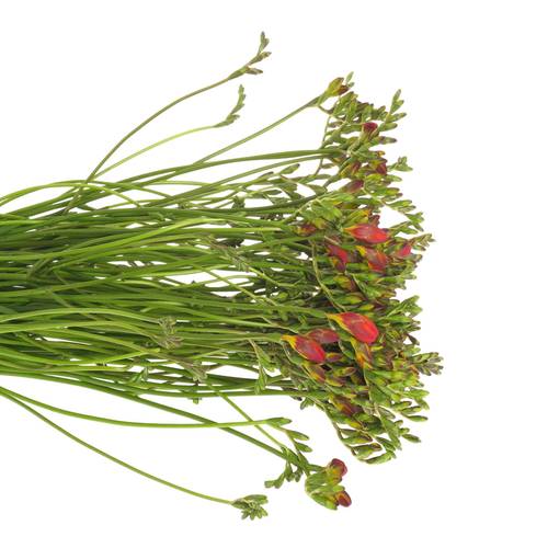 Freesie rot Rubina River 16 Gramm