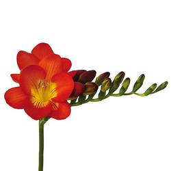 Freesie rot Rubina River 16 Gramm