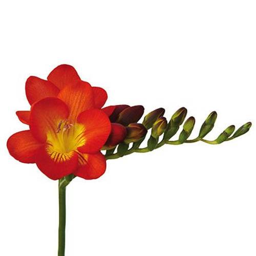 Freesie rot Rubina River 16 Gramm