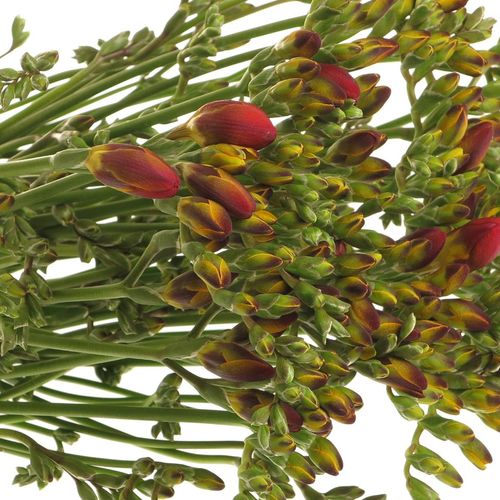 Freesie rot Rubina River 24 Gramm