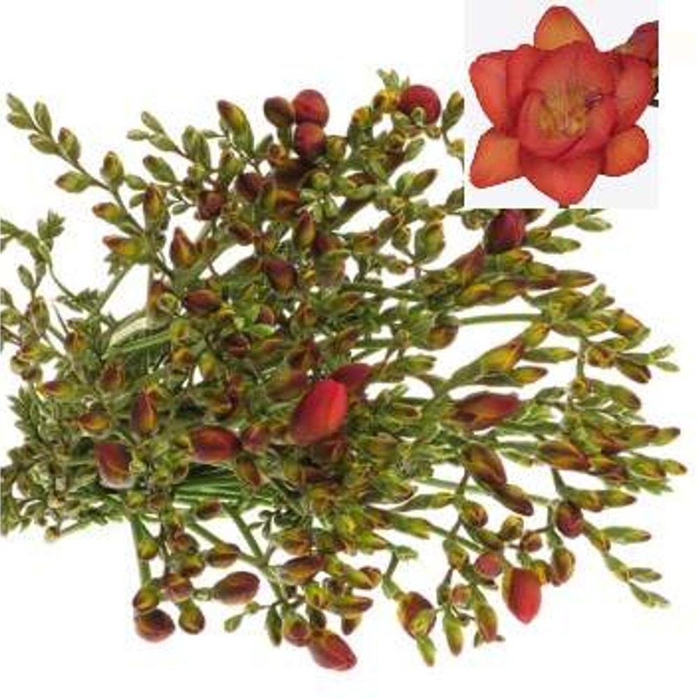Freesie rot Rubina River 24 Gramm
