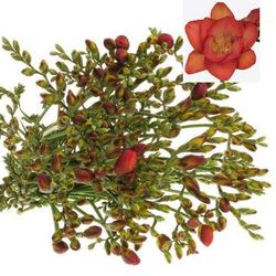 Freesie rot Rubina River 24 Gramm