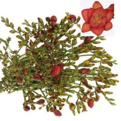 Freesie rot Rubina River 24 Gramm