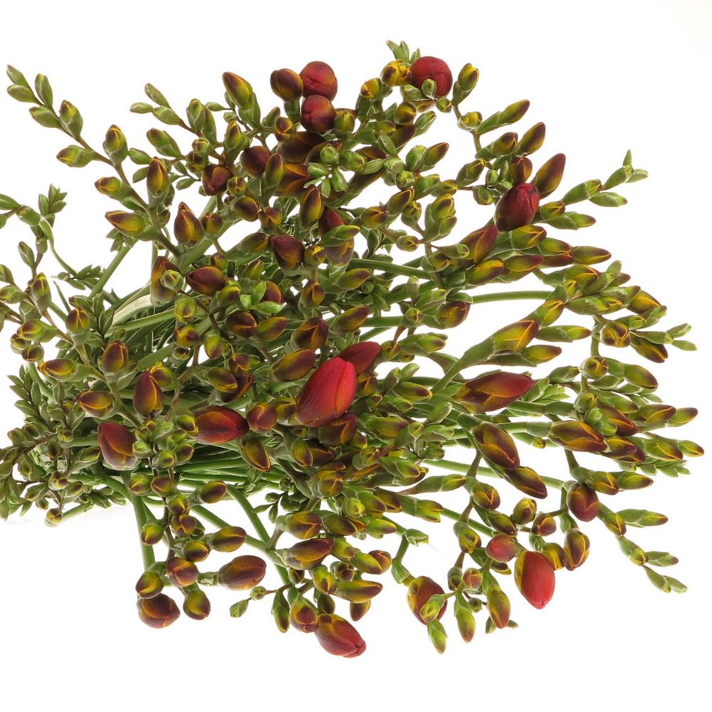Freesie rot Rubina River 24 Gramm