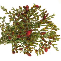 Freesie rot Rubina River 24 Gramm
