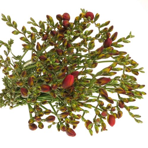 Freesie rot Rubina River 24 Gramm