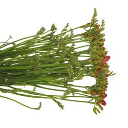 Freesie rot Rubina River 24 Gramm