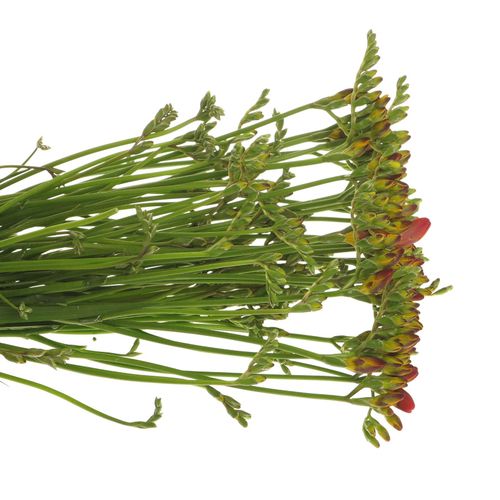 Freesie rot Rubina River 24 Gramm