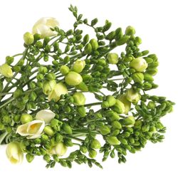 Freesie weiss gefüllt Riga 16 Gramm