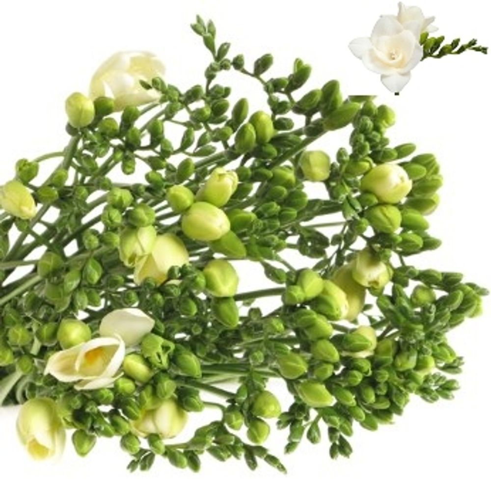 Freesie weiss gefüllt Riga 16 Gramm