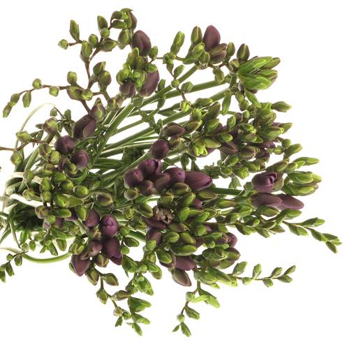 Freesie blau Harmony 16 Gramm