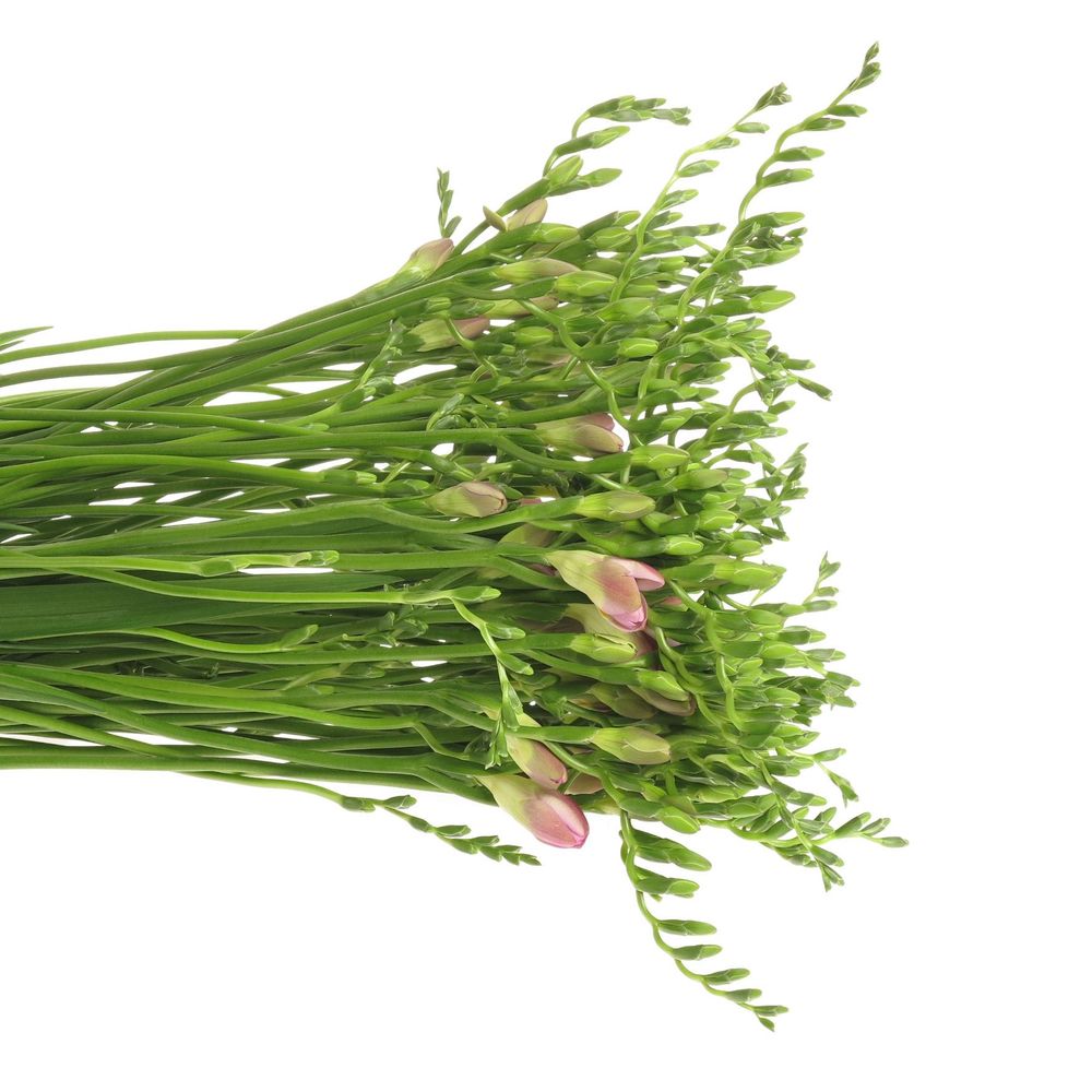 Freesie blau Orion 20 Gramm 50cm