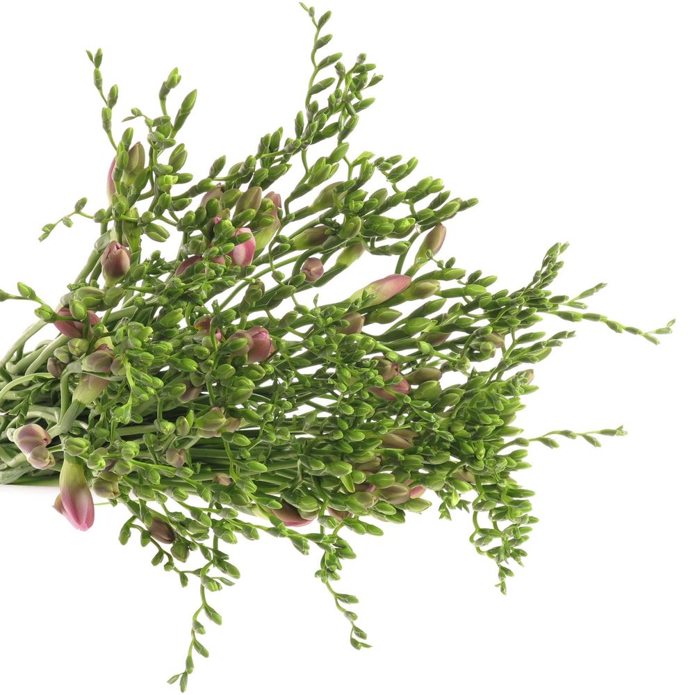 Freesie blau Orion 20 Gramm 50cm