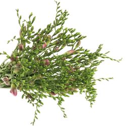 Freesie blau Orion 20 Gramm 50cm