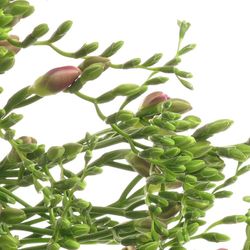 Freesie blau Orion 20 Gramm 50cm