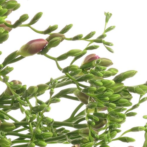 Freesie blau Orion 20 Gramm 50cm