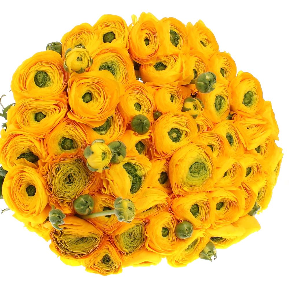 Ranunkel gelb Cloni Ex 60 Gramm 40cm