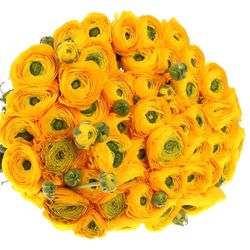 Ranunkel gelb Cloni Ex 60 Gramm 40cm