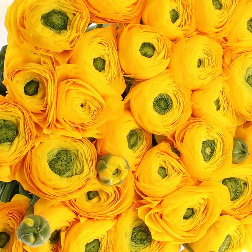 Ranunkel gelb Cloni Ex 60 Gramm 40cm