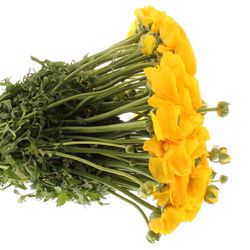 Ranunkel gelb Cloni Ex 60 Gramm 40cm