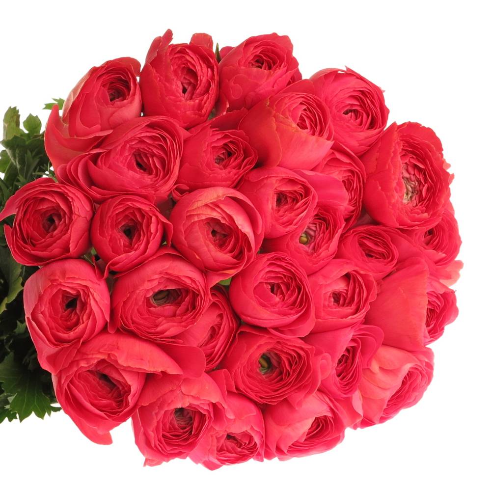 Ranunkel rosa Cloni Fragolini Super 45cm