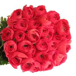 Ranunkel rosa Cloni Fragolini Super 45cm