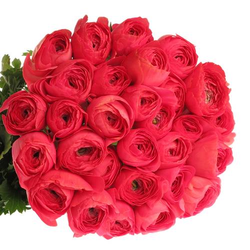 Ranunkel rosa Cloni Fragolini Super 45cm