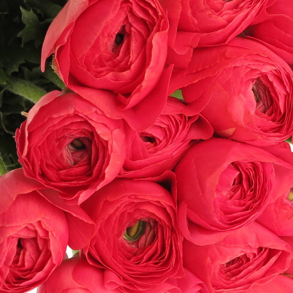 Ranunkel rosa Cloni Fragolini Super 45cm