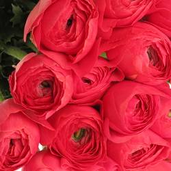 Ranunkel rosa Cloni Fragolini Super 45cm