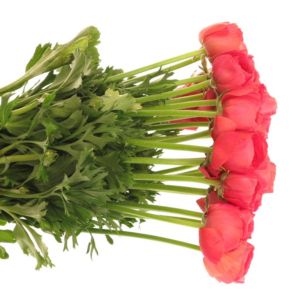 Ranunkel rosa Cloni Fragolini Super 45cm