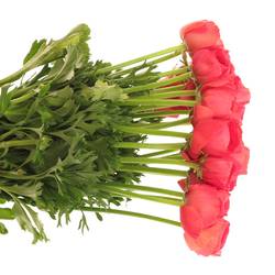 Ranunkel rosa Cloni Fragolini Super 45cm