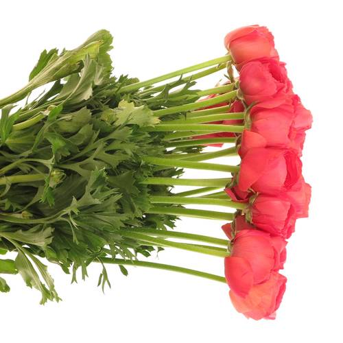 Ranunkel rosa Cloni Fragolini Super 45cm