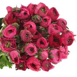 Ranunkel cerise pink Hot 40cm Israel x 50