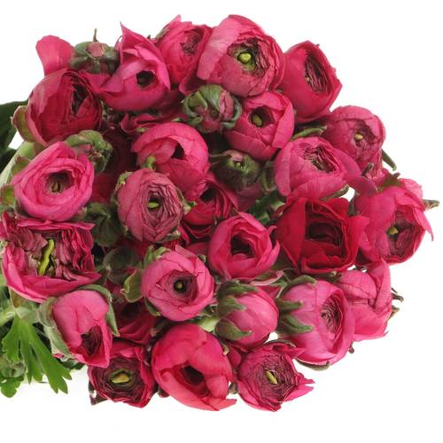 Ranunkel cerise pink Hot 40cm Israel x 50
