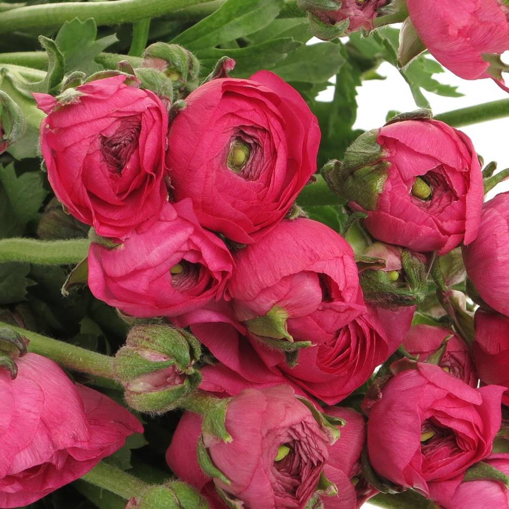 Ranunkel cerise pink Hot 40cm Israel x 50