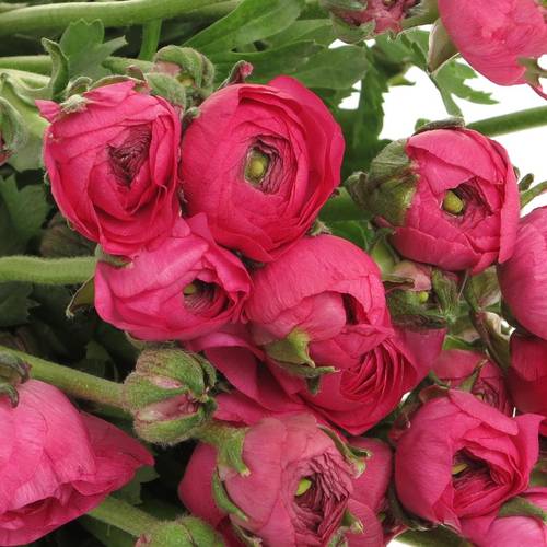 Ranunkel cerise pink Hot 40cm Israel x 50